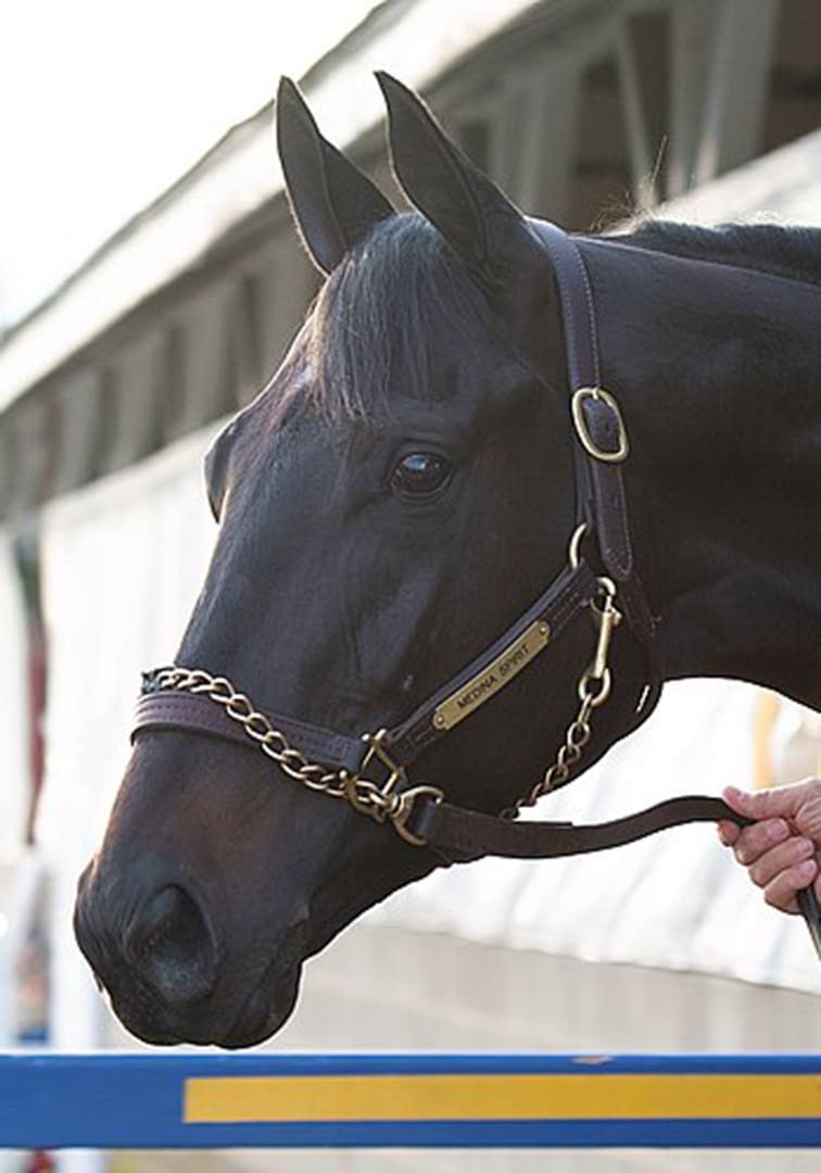 Close-up of a black horse wearing a bridle and lead, held by a person, beside a blue barrier.